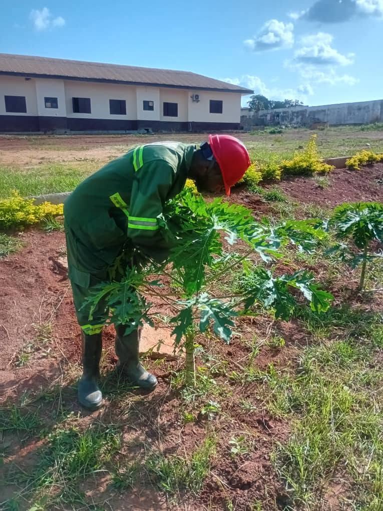 Plantation de papayers
